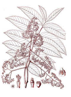 Cedrela fissilis Cedro, Cigar Box Tree